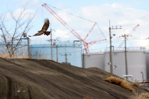 A bird flies within the premises of the Fukushima Daiichi nuclear power plant, operated by Tokyo Electric Power Company Holdings (TEPCO), in Futaba town, northeastern Japan on Monday Feb. 20, 2025. (AP Photo/Eugene Hoshiko)