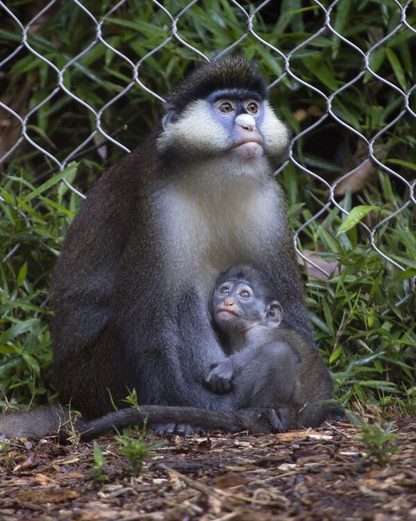 Gus, a male Schmidt’s guenon, was born to parents Jill and J.J. on May 20. Schmidt’s guenons use their white cheeks to carry and store food and their long chestnut-colored tails are used for balance. They are native to the Central African Republic, Uganda and Kenya. Photo: courtesy Zoo Atlanta