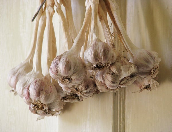 Garlic sold in grocery stores is mainly from two varieties grown in California. But garlic lovers will be surprised by the many shapes, sizes, colors and flavors available in heirloom and gourmet garlics — many of which grow well in Texas. This 'Mexican Red' came from Simmons Family Farms.