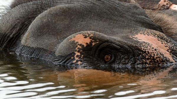 A Sri Lankan elephant is pictured here bathing in a river at Bandaragama on the outskirts of Colombo. Elephants like the water and are generally good swimmers. 