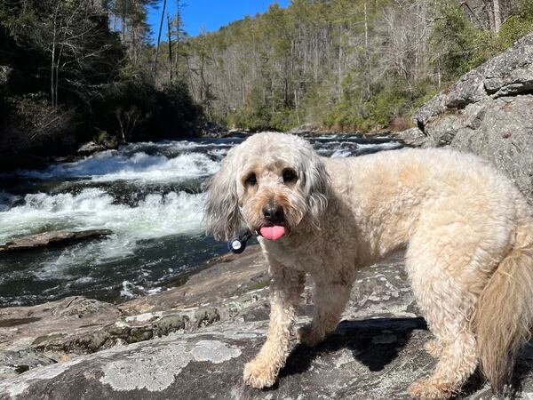 Yogi Evans, who calls David Evans and Atlanta Democratic state Rep. Becky Evans his people, is pictured on a recent hike on the Chattooga River.