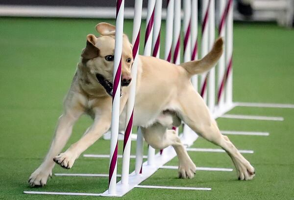 FILE - A Labrador retriever weaves, through a series of poles during Westminster Kennel Club's agility competition in New York, Feb. 8, 2020. (AP Photo/Bebeto Matthews, File)