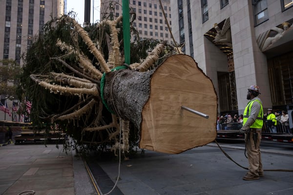 A stake is pounded into the base of the Rockefeller Center Christmas tree before being lifted by a crane into place at Rockefeller Plaza, Saturday, Nov. 9, 2024, in New York. (AP Photo/Yuki Iwamura)