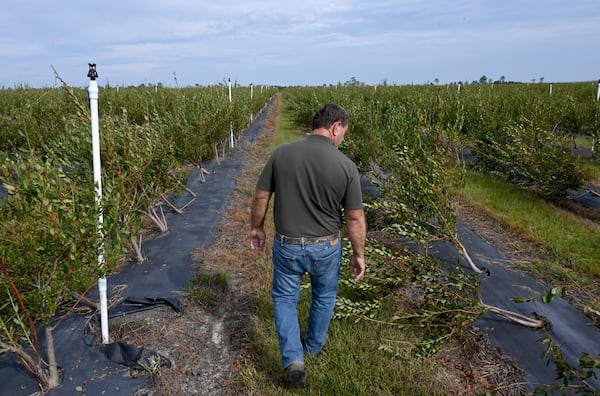 Lamar Vickers assesses the damage at his heavily damaged blueberry field at Vickers Farms, Tuesday, October 1, 2024, in Nashville, Ga. Vickers farms in partnership with his brothers Carlos and Lamar, and his son Bradley. They grow blueberries, watermelons, tobacco, peanuts, cotton and corn.  (Hyosub Shin / AJC)