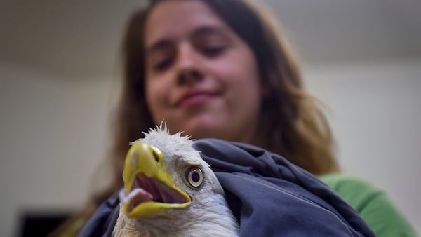 Eliza Burbank, an assistant animal care manager with City Wildlife, holds a bald eagle that was rescued in southeast DC, on Monday, July 3, 2017, in Washington, DC.  The eagle, found near the intersection of 8th and Xenia Streets SE, is believed to have been grounded during this past Saturday's passing thunderstorm.
 (photo by Jahi Chikwendiu/The Washington Post via Getty Images)