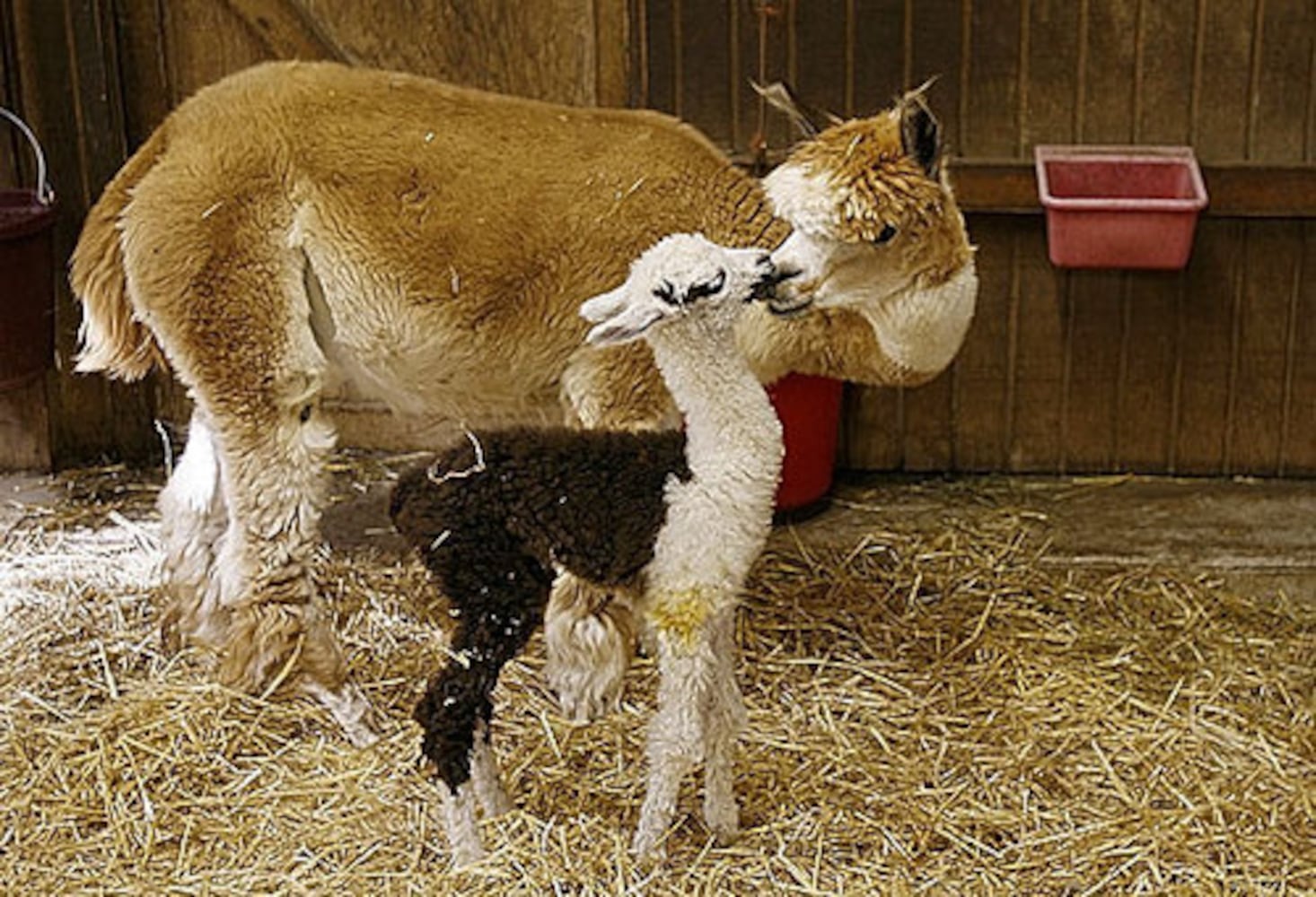 Alpaca farm in Snellville