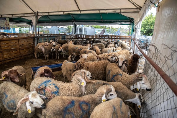 FILE - Sheep are offered for sale for the upcoming Islamic holiday of Eid al-Adha in a market on the outskirts of Rabat, Morocco, Thursday, July 30, 2020. (AP Photo/Mosa'ab Elshamy, File)