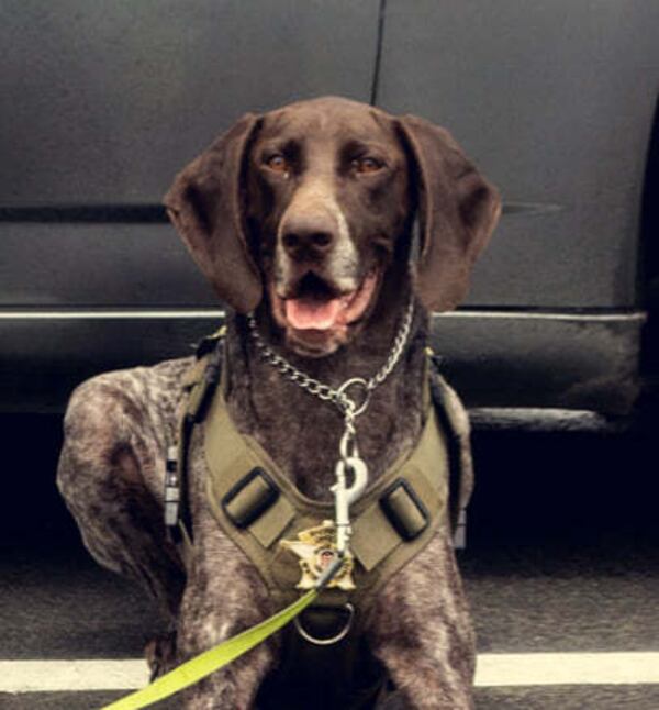 K-9 Officer Tom-Tom was with the Newton County Sheriff's Office for two years. He was trained to detect explosives and was assigned to Newton County Superior Court. (Courtesy of the Newton Co. Sheriff's Office/Facebook)