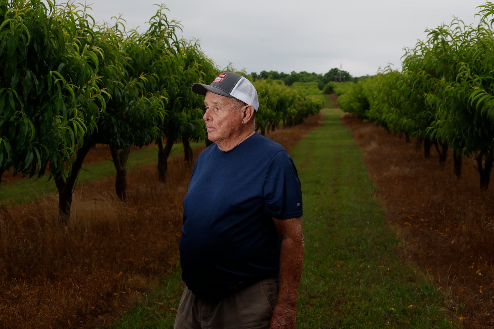 In Rutledge, Georgia, Jim Markley, the proprietor of CJ Orchards Farm, stands surrounded by Peach Trees with abundant leaves but devoid of fruit while posing for a photograph. The decimation of approximately 90% of Georgia's peach crops is attributed to adverse weather conditions and the changing climate.



Miguel Martinez /miguel.martinezjimenez@ajc.com