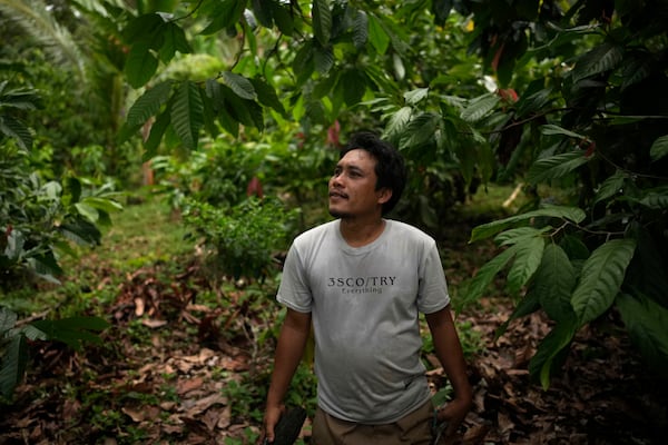 Tari Santoso, a cocoa farmer, inspects his crop in Tanjung Rejo, Lampung province, Indonesia, Tuesday, Feb. 18, 2025. (AP Photo/Dita Alangkara)