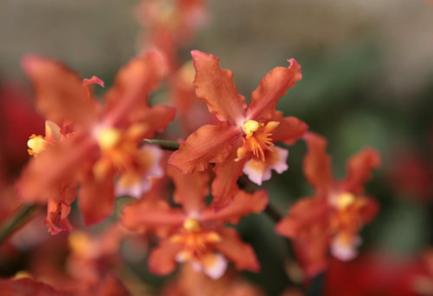 Exhibit puts visitors in 'Orchid Daze'