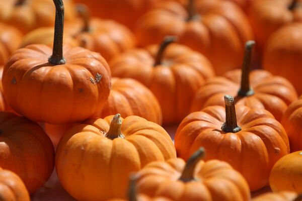 The PumpKing Patch will have pumpkins in all shapes, sizes, and colors. FILE