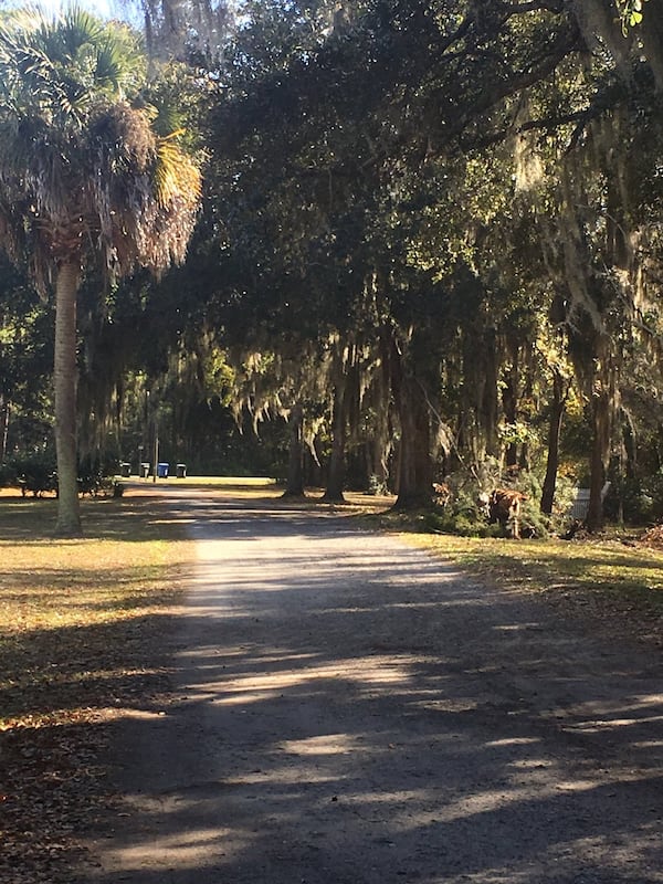 Mossy oaks flank the road into Gilliard Farms in Brunswick. CONTRIBUTED BY NINA MUKERJEE FURSTENAU