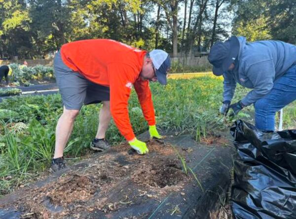 Volunteers Cory Felder (left) and Andrea Lozano picked fruits and vegetables at the McDonough community garden on Friday, Sept. 29. The community outreach program was a partnership between the Home Depot in Locust Grove and the Henry County NAACP. (Courtesy of Henry Herald)