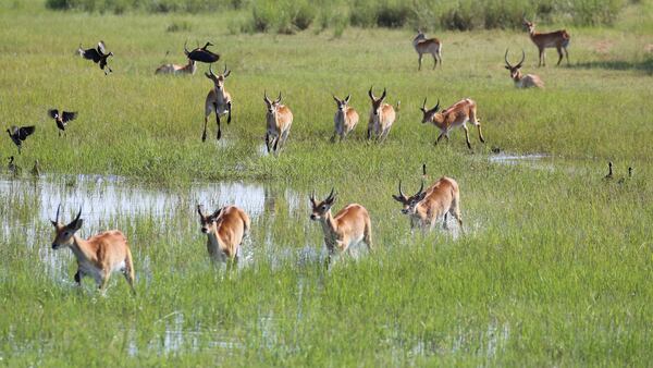 Red lechwes enjoy the lush surrounding in in Bwabwata National Park. (Michaela Urban/Chicago Tribune/TNS)