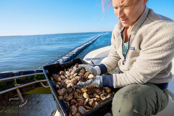 Laura Salomon holds a handful of oysters harvested at the Tybee Oyster farm in the Bull River on Wednesday, October 23, 2024.
(Miguel Martinez / AJC)