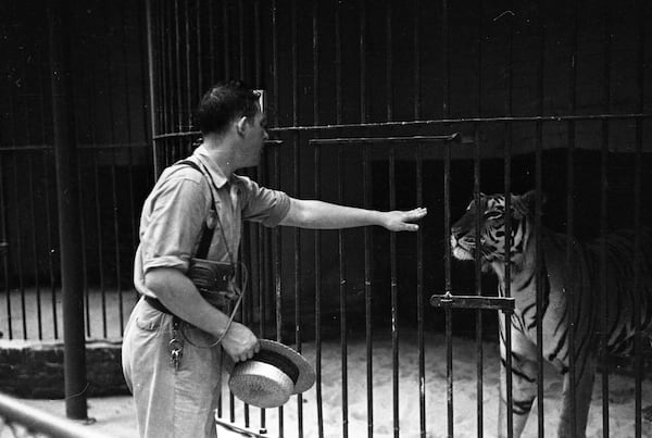 Grant Park Zoo employee reaching out to calm "Jimmy Walker" the zoo's first tiger, through the bars, Atlanta, Georgia, May 1937. Lane Brothers Commercial Photographers, Special Collections and Archives, Georgia State University Library