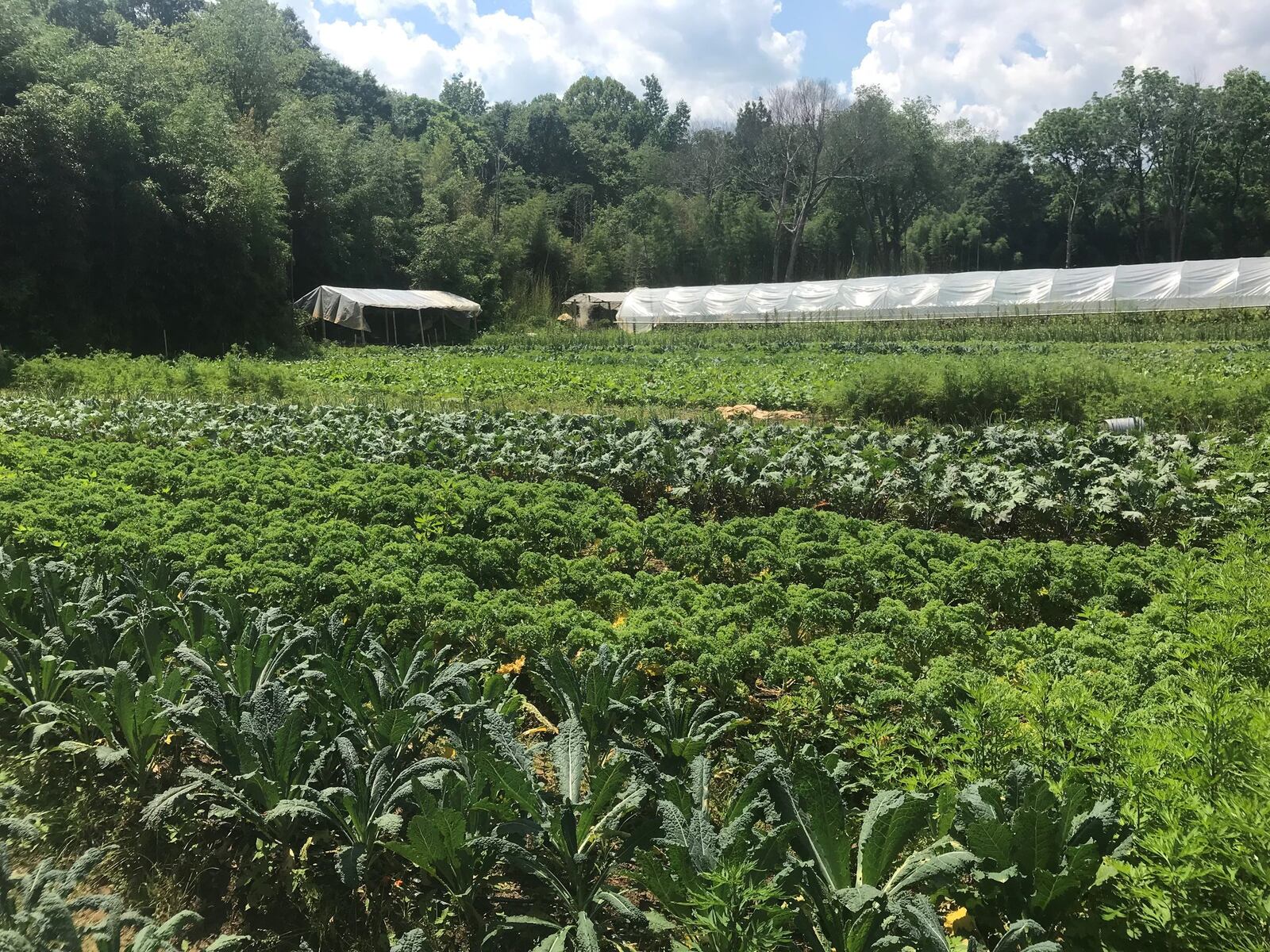 The threat of contamination from a recent flood means the crops at Bamboo Creek Farm in Stone Mountain cannot be harvested safely. LIGAYA FIGUERAS / LFIGUERAS@AJC.COM