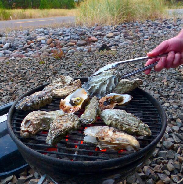 Oysters grill over hot coals until the shells open. (Brian J. Cantwell/Seattle Times/TNS)