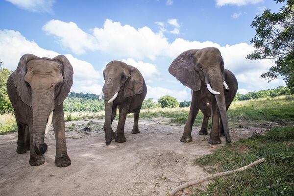 Wilstem Ranch in Indiana offers its visitors spa dates with elephants where guests get to bathe the gentle giants. CONTRIBUTED BY WILSTEM RANCH