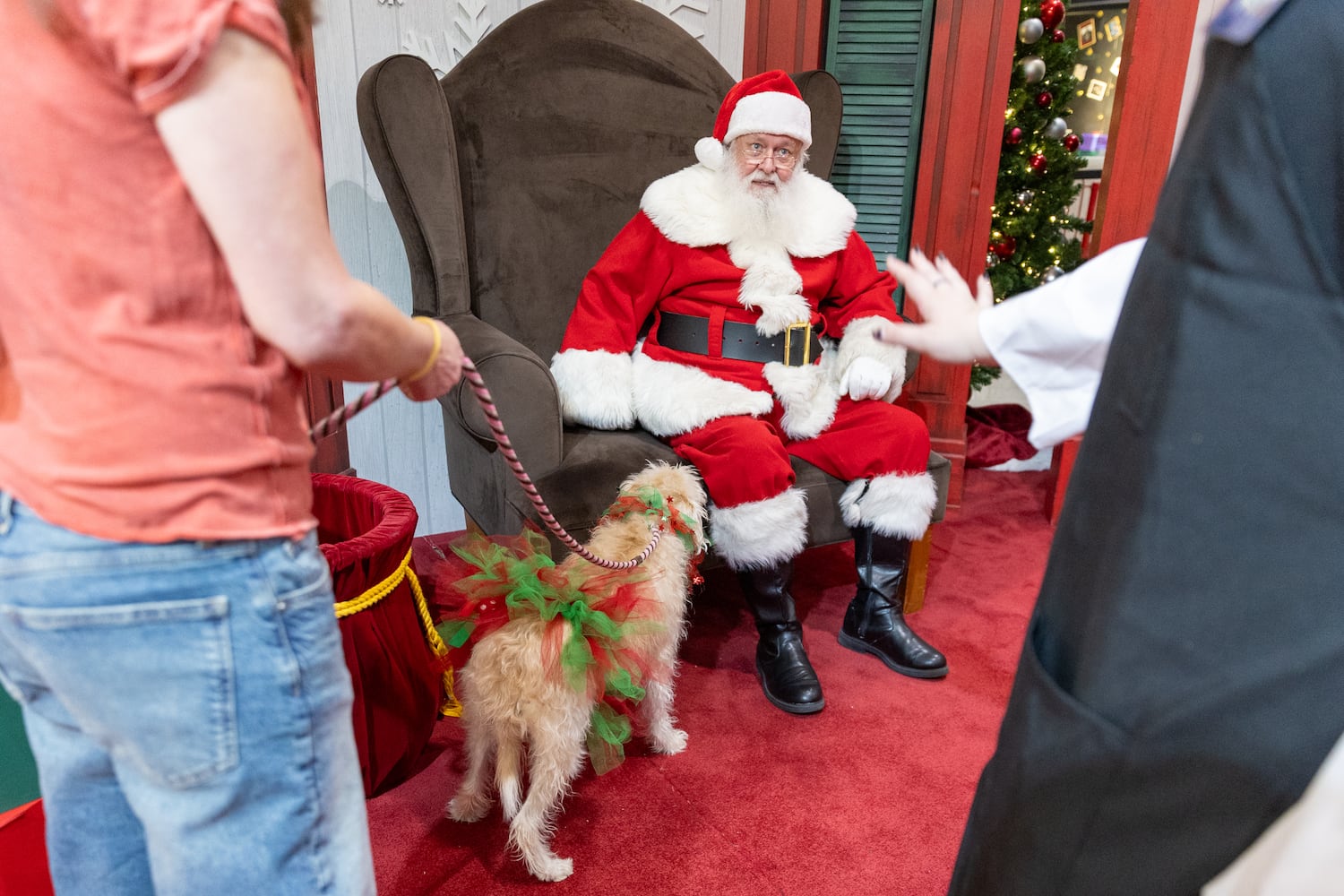 Pet photos with Santa evergreen
