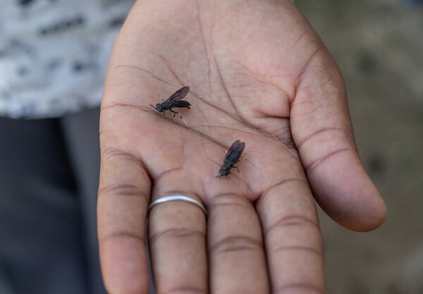 Maggots are held by a worker at a maggot breeding centre in Chinhoyi, Zimbabwe, Friday, Oct. 19, 2024. (AP Photo/Aaron Ufumeli)