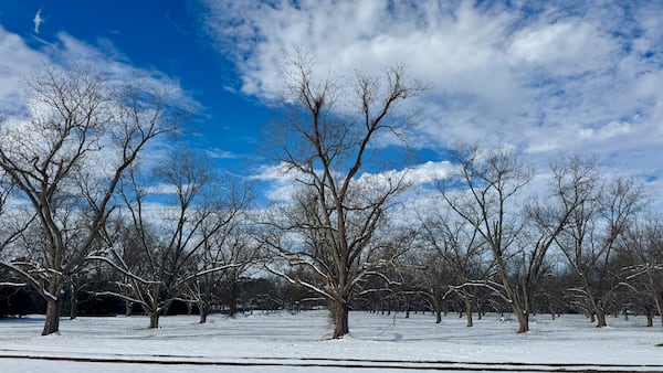 A pecan orchard near an I-75 exit on the north side of Cordele still had a coating of snow on Thursday, Jan. 23, 2025, after Winter Storm Enzo passed through South Georgia on Tuesday. (Joe Kovac Jr./AJC)