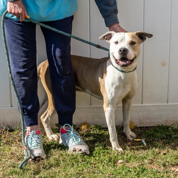 Gomez Addams is the Lifeline pet of the week.