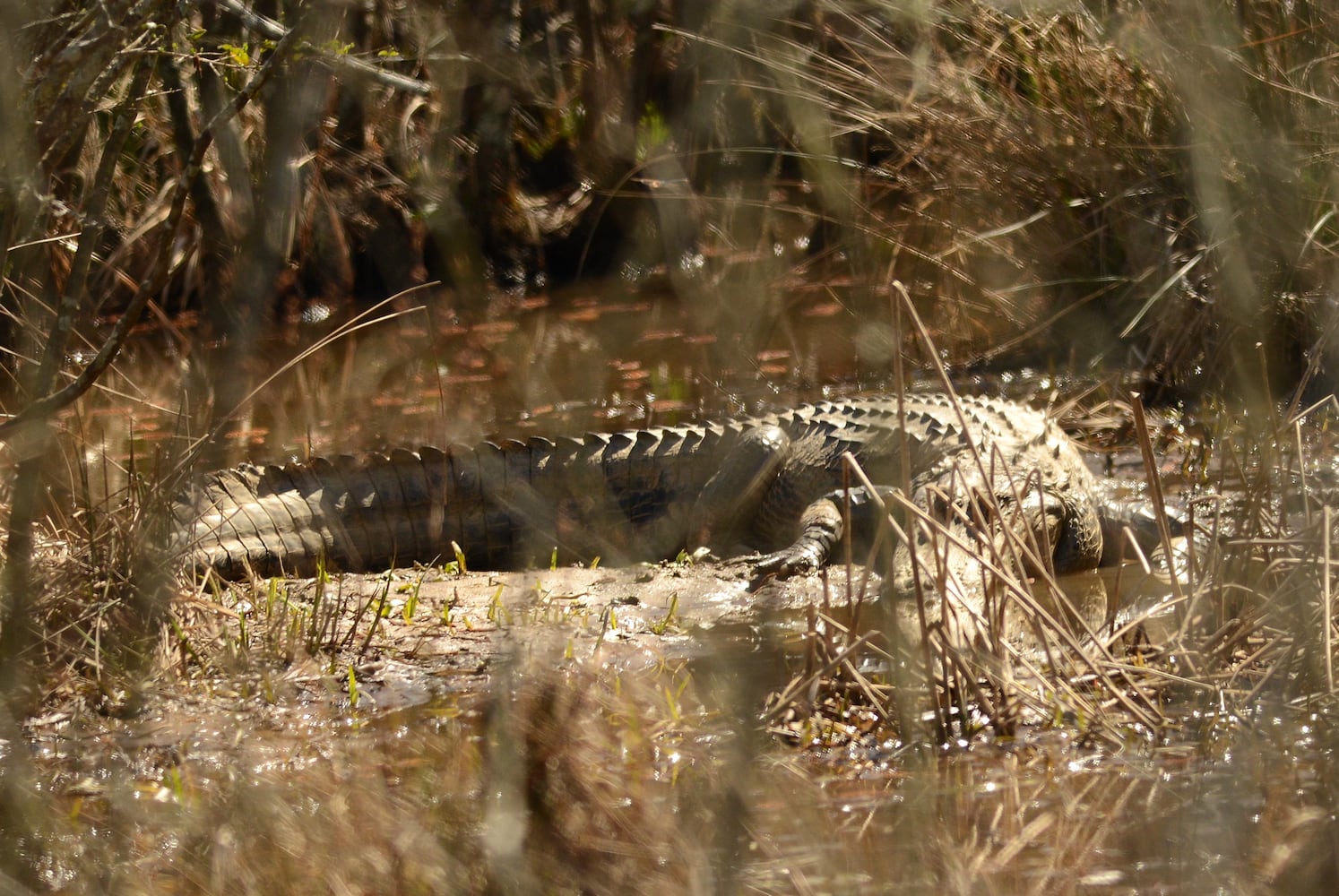 Wildlife photographer captures rare photo of Chattahoochee River alligator