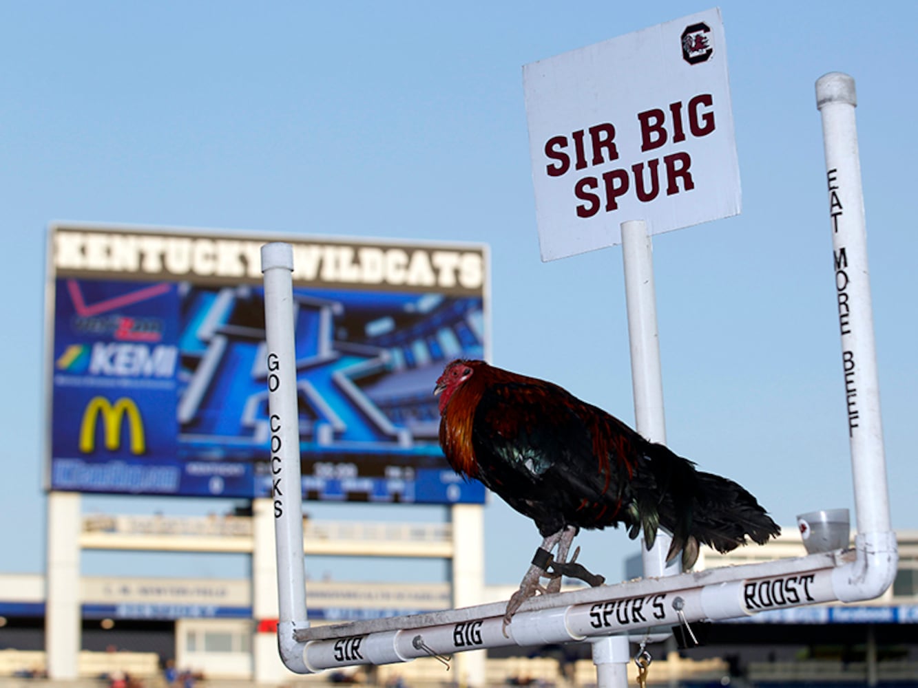 South Carolina Gamecocks