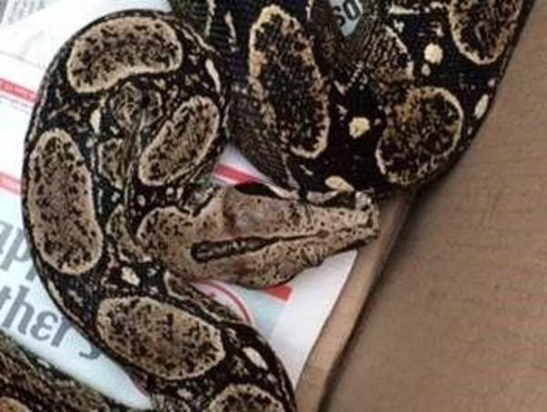 This Red-Tailed boa constrictor escaped from its enclosure in a Pulaski, New York, apartment and startled its neighbor awake when it suddenly dropped from the ceiling onto the sleeping man.