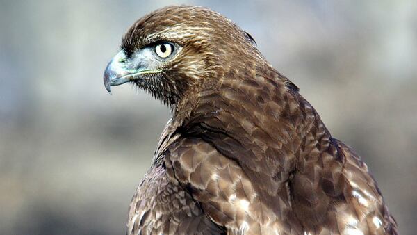 Red-tailed hawk. File photo. (Pixabay)