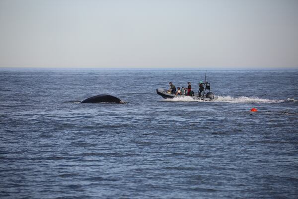 Georgia wildlife biologists and other staff work to free an endangered North Atlantic Right Whale from the fishing gear it was tangled in on Jan. 20, 2023.