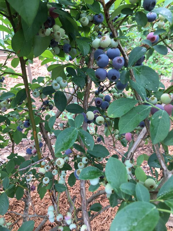 Carol Bragg submitted this photo of her blueberry bush she took with her iPhone.