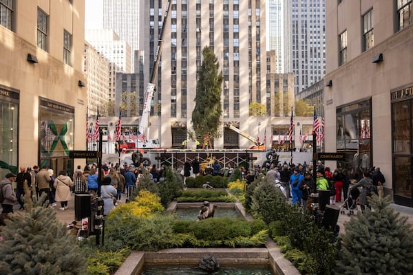 Rockefeller Center Christmas tree is being lifted by a crane into place at Rockefeller Plaza, Saturday, Nov. 9, 2024, in New York. (AP Photo/Yuki Iwamura)