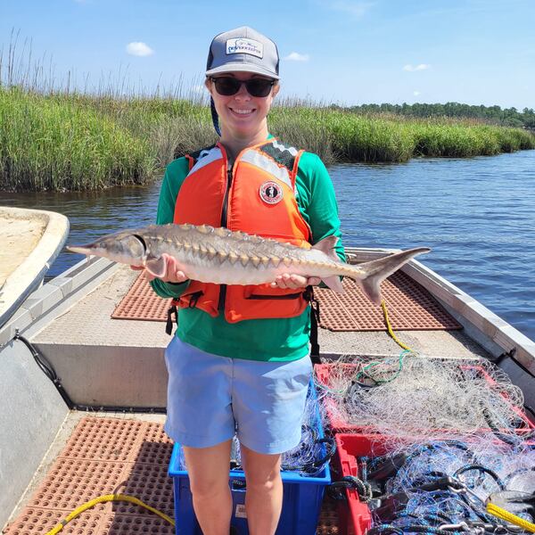 St Marys Riverkeeper Emily Floore holds an Atlantic sturgeon from the St. Marys River marsh. (Courtesy St. Marys Riverkeeper)