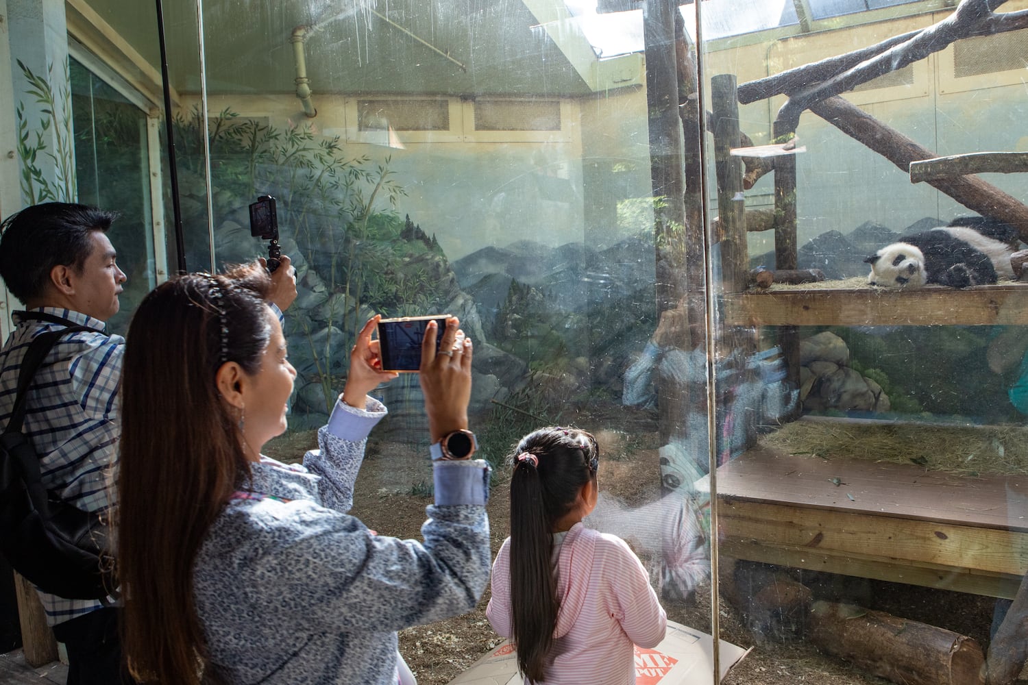 Giant Panda farewell as they go back to China