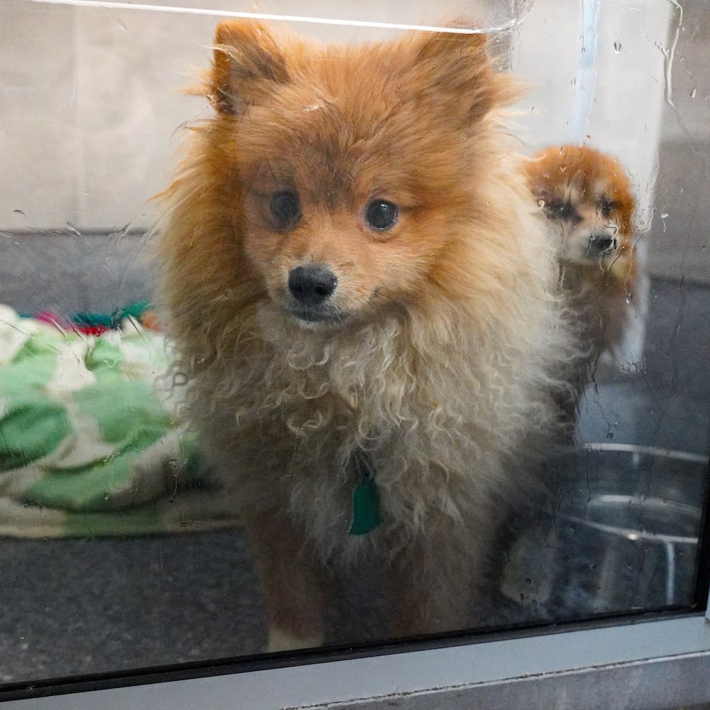 South Georgia Puppy Mill