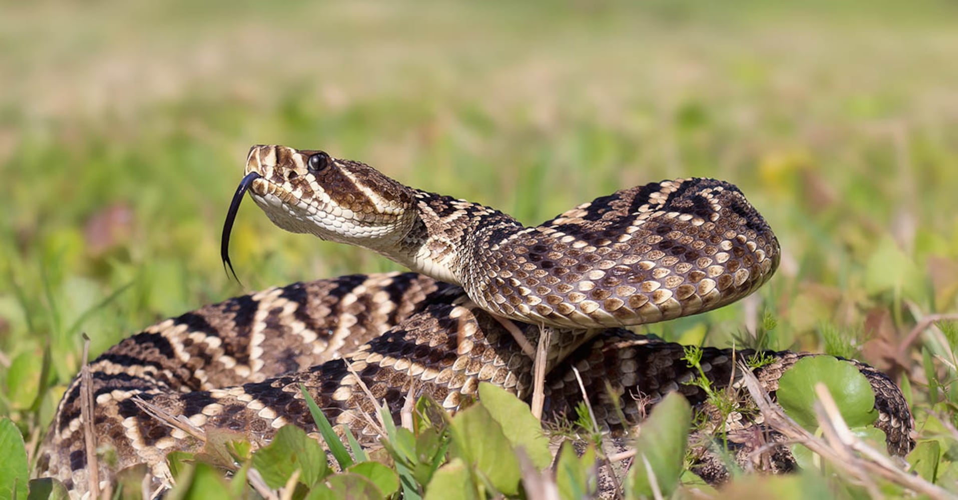 Eastern diamondback rattlesnakes