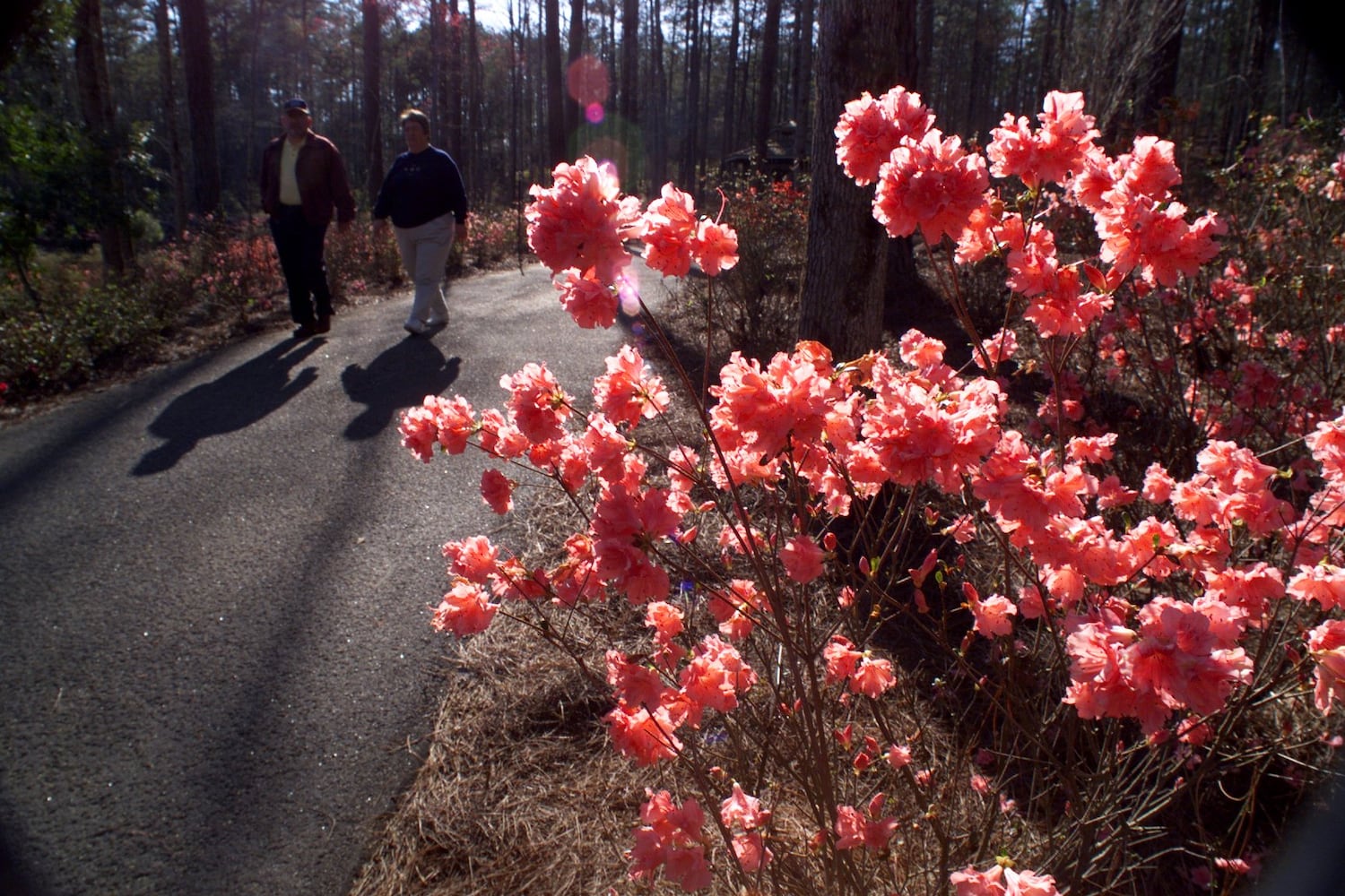 Callaway Gardens azalea