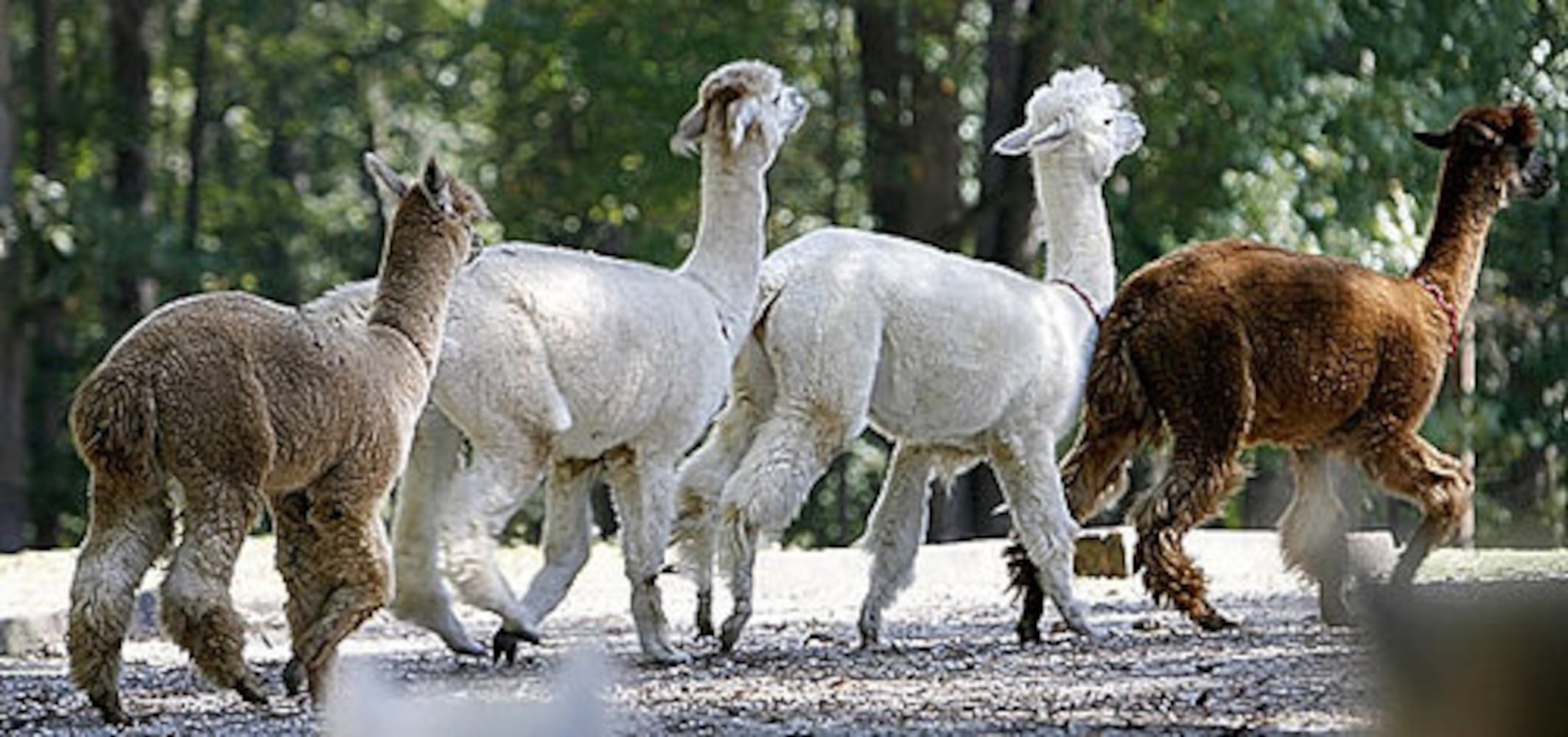 Alpaca farm in Snellville