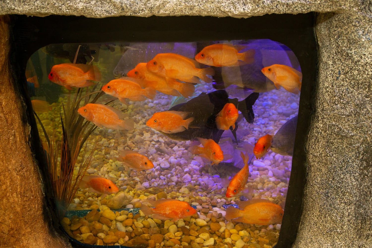 A school of colorful fish swim in a tank during the opening of SeaQuest aquarium in The Mall at Stonecrest. PHIL SKINNER FOR THE ATLANTA JOURNAL-CONSTITUTION.