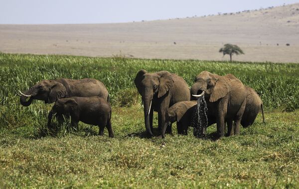 Elephants are seen during the annual wildlife count at Lewa Wildlife Conservancy, Northern Kenya, Thursday, Feb. 27, 2025. (AP Photo/Andrew Kasuku)