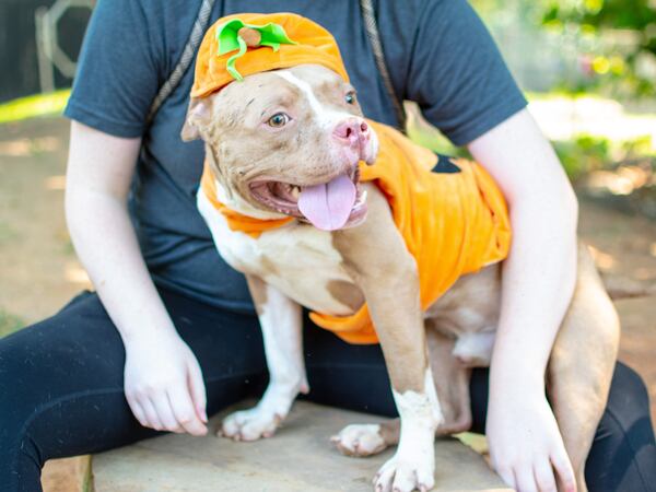 Backwood is this week's adoptable pet from the folks at Lifeline. He's available to adopt or foster at Fulton County Animal Services.