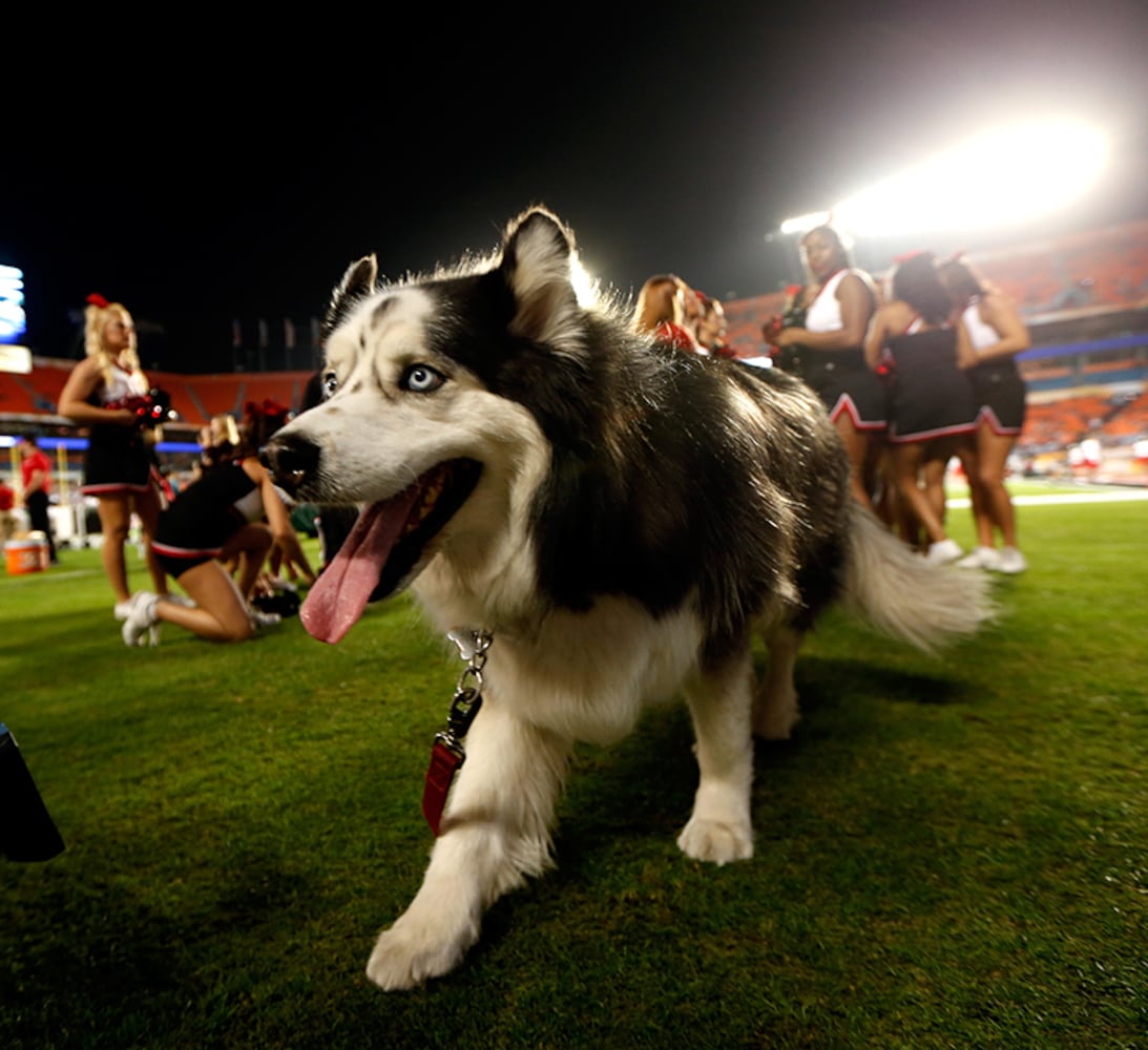 Northern Illinois Huskies