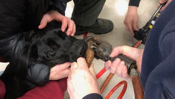 A dog owner came into a Massachusetts fire department when a dog toy got stuck on its lower jaw.