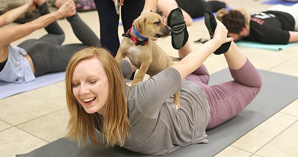 Who could resist the puppies that help out with yoga at the Atlanta Humane Society - Mansell Campus?