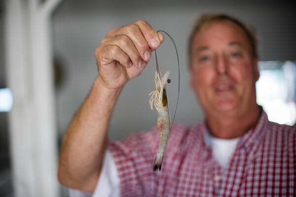 TYBEE ISLAND, GA - OCTOBER 4, 2023: Pat Mathews holds a wild Georgia shrimp that was recently caught and processed at the Mathews Packaging facility, Wednesday, Oct. 4, 2023, in Tybee Island, Georgia. Mathews has been struggling with the drop in demand after foreign farm raised shrimp have flooded the seafood market. (AJC Photo/Stephen B. Morton)