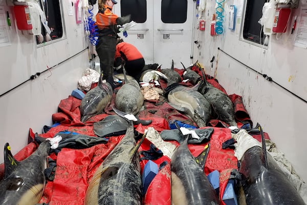 In this image provided by the International Fund for Animal Welfare, 12 dolphins, which were stranded near Lieutenant Island, are attended to in a mobile dolphin rescue vehicle, Nov. 14, 2024, in Wellfleet, Mass. An unprecedentedly bad year for beached dolphins on Cape Cod might have to do with warming waters changing the availability of the animals' food, said scientists hoping to curb the strandings. (International Fund for Animal Welfare via AP)