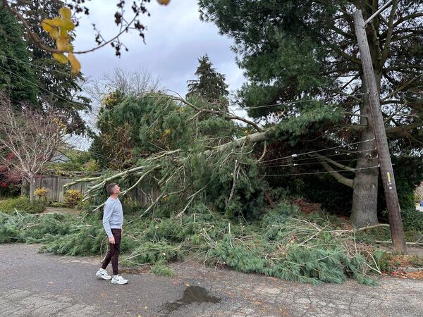 Brett Gordon of Seattle looks up to where at a large branch sheared off from a tree during Tuesday night's "bomb cyclone," weighing down power lines in the Wedgwood neighborhood of Seattle, Wednesday, Nov. 20, 2024. (AP Photo/Gary Roundtree)